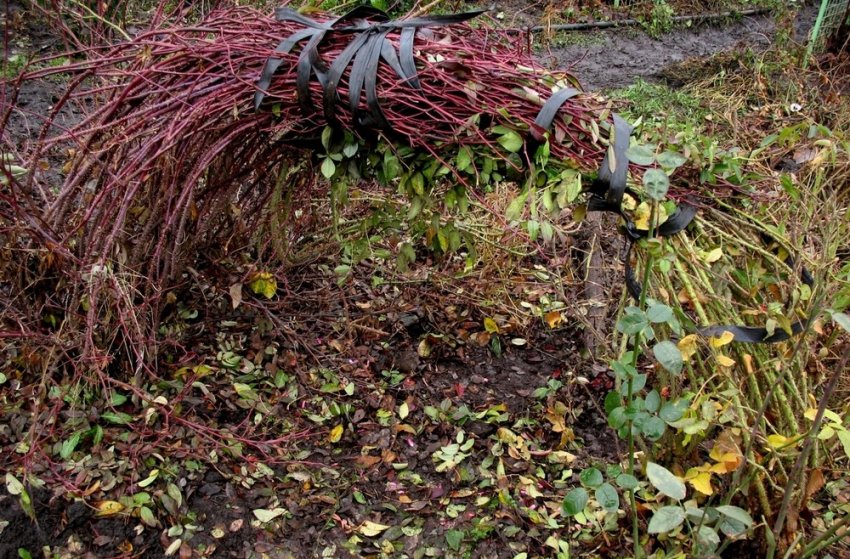 Як укрити на зиму плетисті троянди Як укрити на зиму плетисті троянди