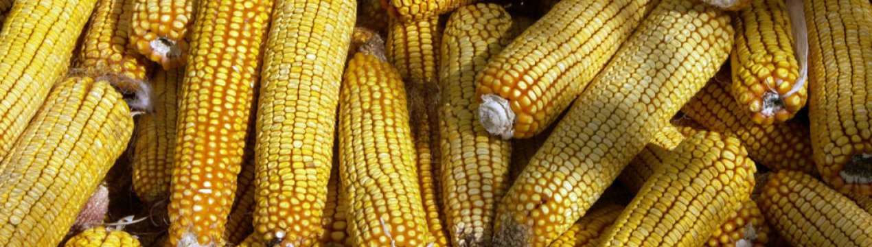 Как сделать дробилку для кукурузы своими руками?