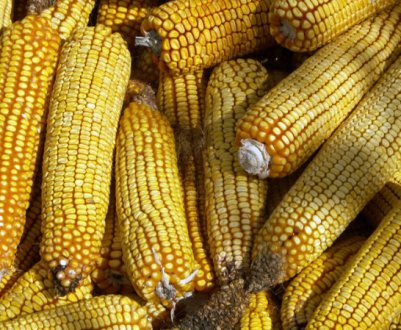 Як зробити дробарку для кукурудзи своїми руками?