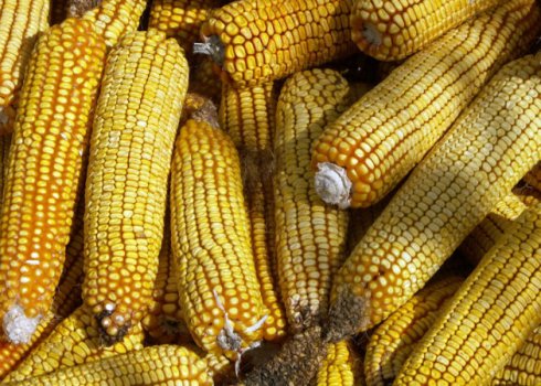 Як зробити дробарку для кукурудзи своїми руками?