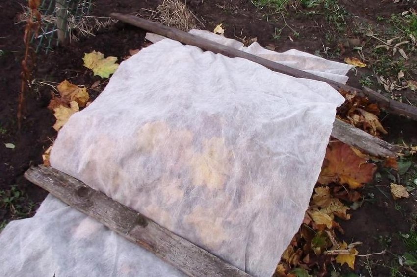 Як і чим вкрити троянди на зиму Як і чим вкрити троянди на зиму