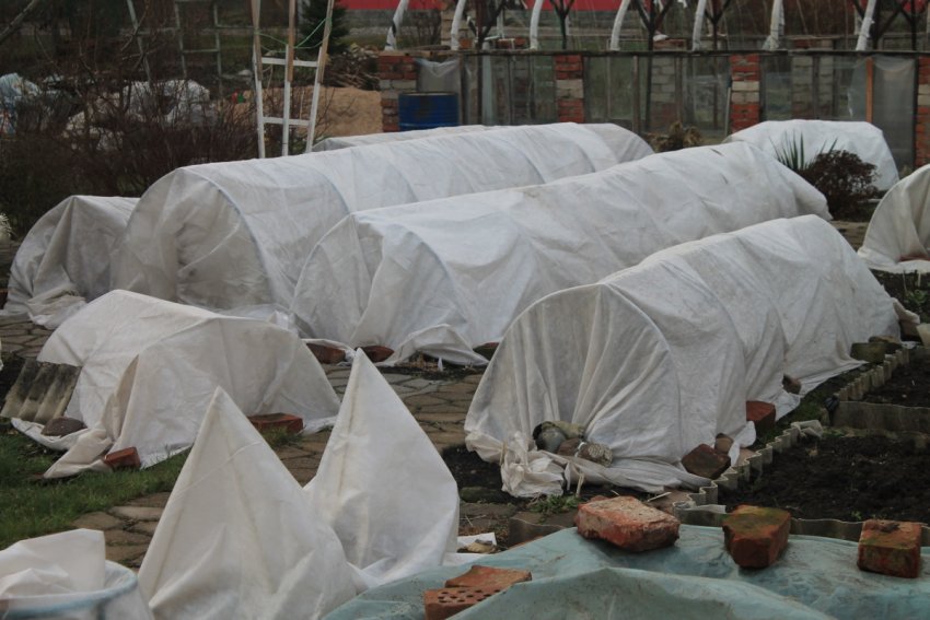 Сухий спосіб укриття троянд на зиму Сухий спосіб укриття троянд на зиму