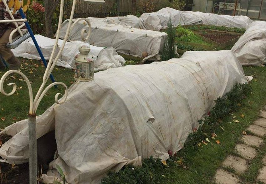 Укриття троянд на зиму Укриття троянд на зиму