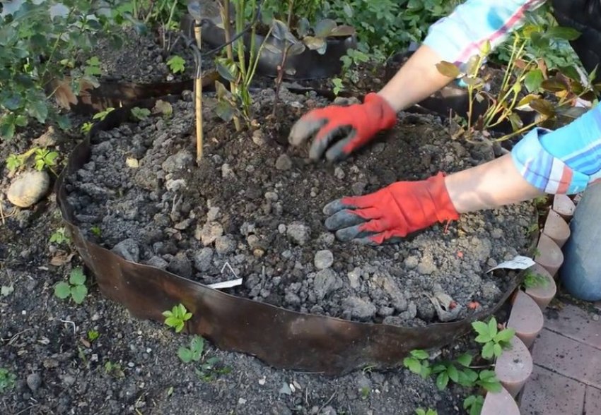 Укриття троянд флорибунда Укриття троянд флорибунда