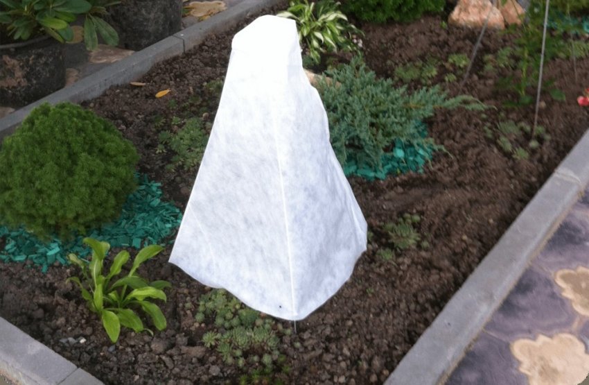 Укриття троянд на зиму Укриття троянд на зиму