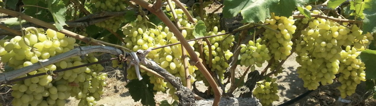 Сорт винограду кишмиш «Століття»