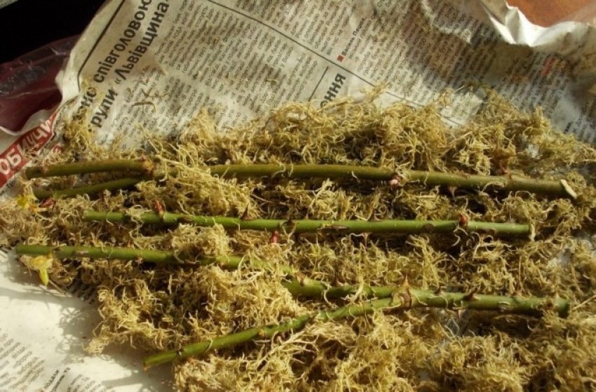 Зберігання живців троянд у погребі Зберігання живців троянд у погребі