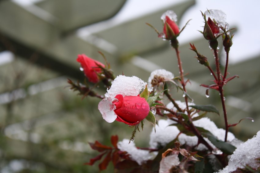 Морозостійкі сорти троянд Морозостійкі сорти троянд