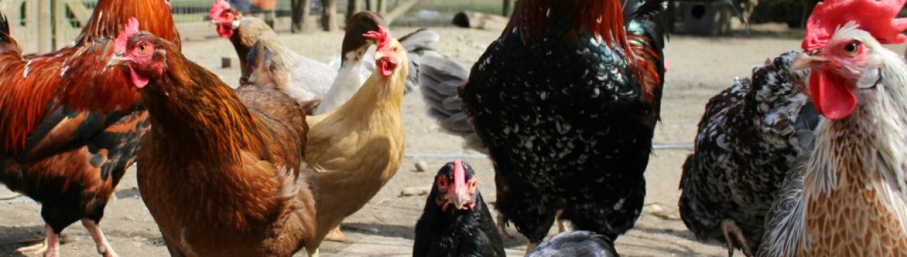 Як позбутися від щурів в курнику назавжди?