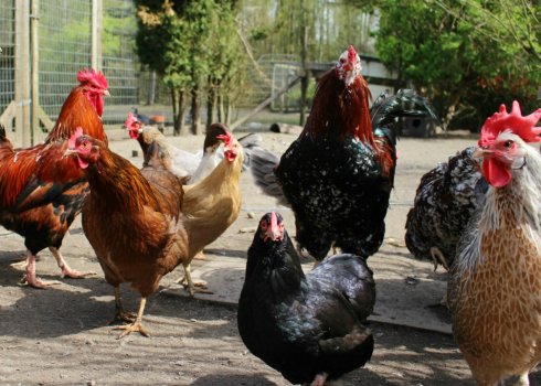 Як позбутися від щурів в курнику назавжди?