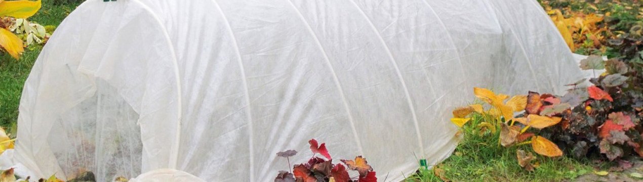 Коли, як і чим вкривати троянди на зиму?