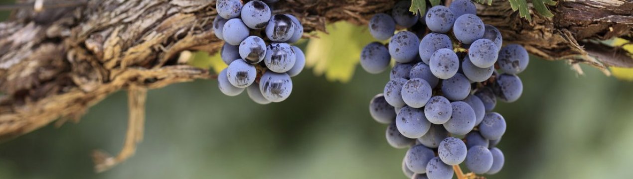 Корисні і шкідливі властивості винограду Ізабелла