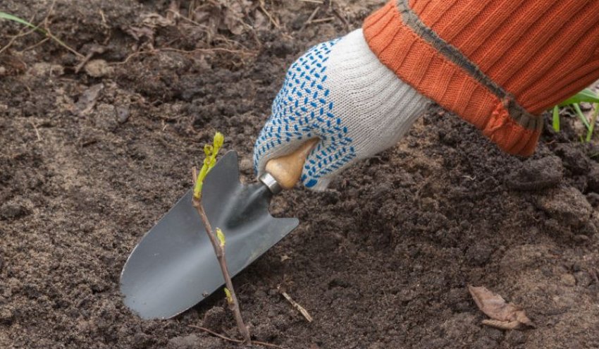 Посадка винограду