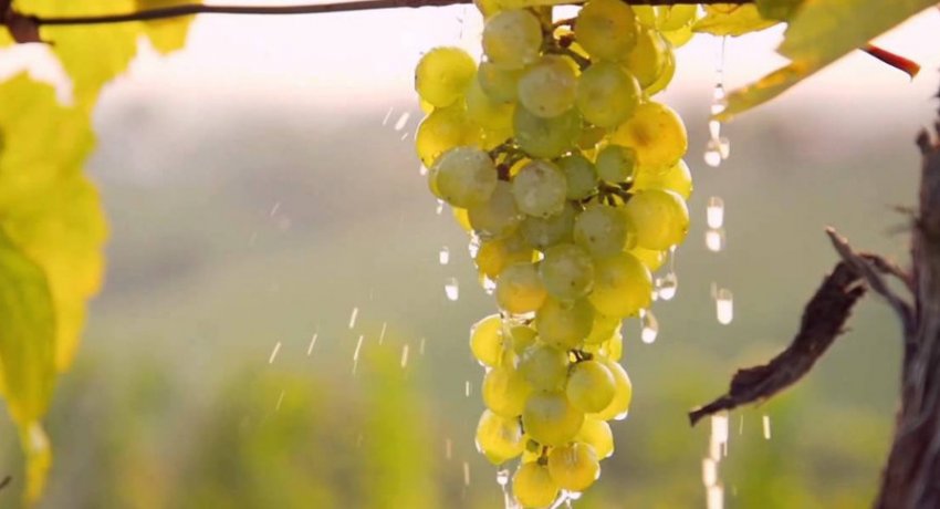 Полив винограду