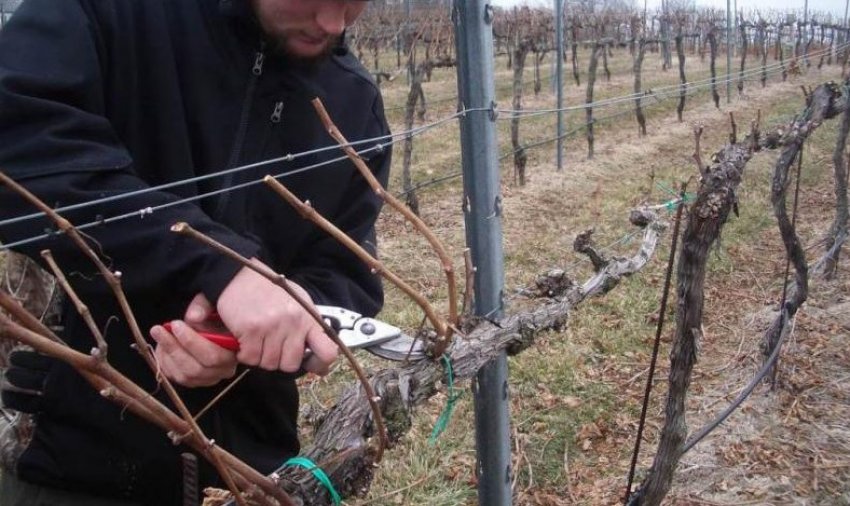 Обрізка винограду