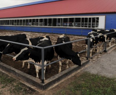 Як побудувати ферму для ВРХ: основні принципи та вимоги