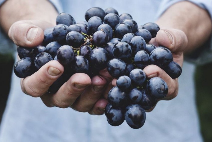 Эффективность лечения виноградом