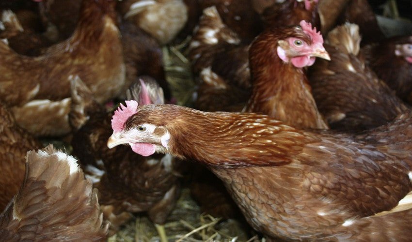 Ломан Браун