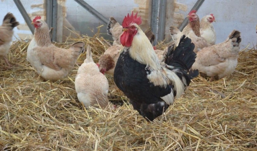 Загорська лососева