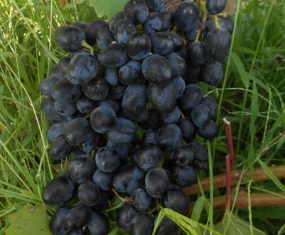 Сорт винограду «Чарлі»