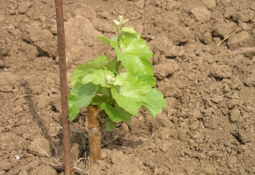 Догляд за саджанцем винограду чарлі Догляд за саджанцем винограду чарлі
