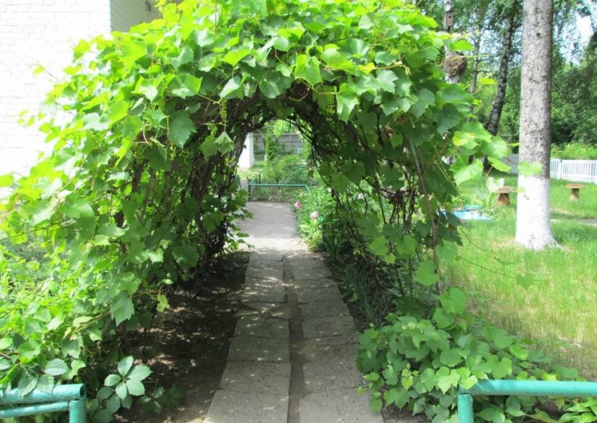 Назначение винограда сорта арочный