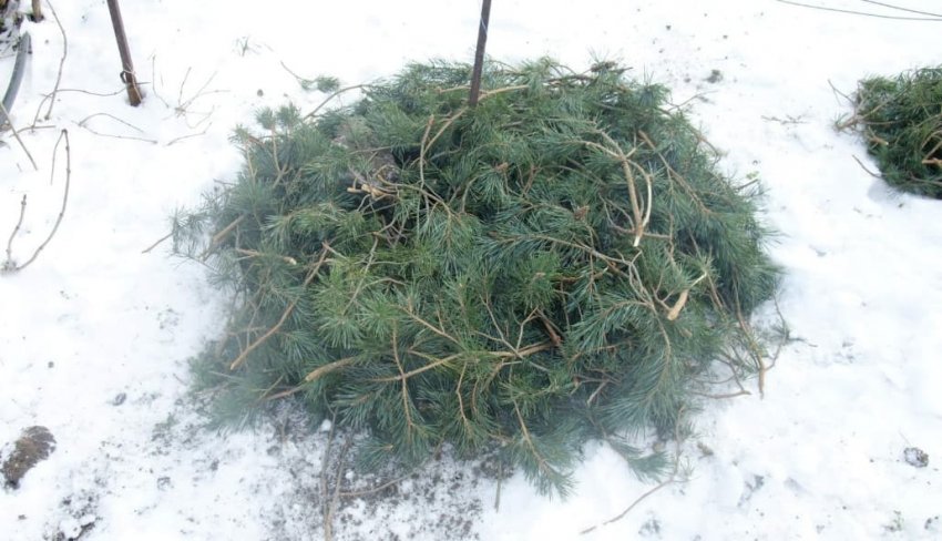 Укриття винограду на зиму Укриття винограду на зиму