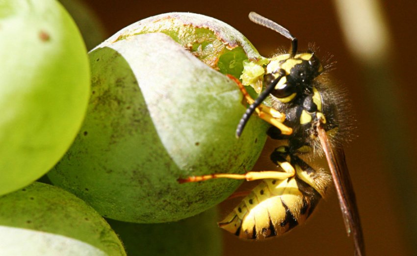 Шкідники винограду Шкідники винограду
