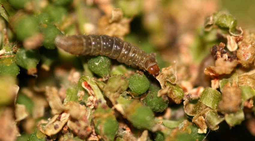 Гусениця листовійки Гусениця листовійки