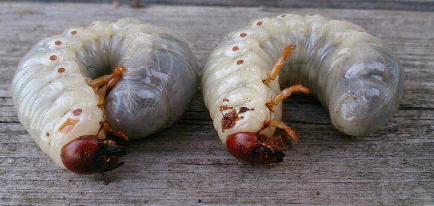 Личинки хруща Личинки хруща