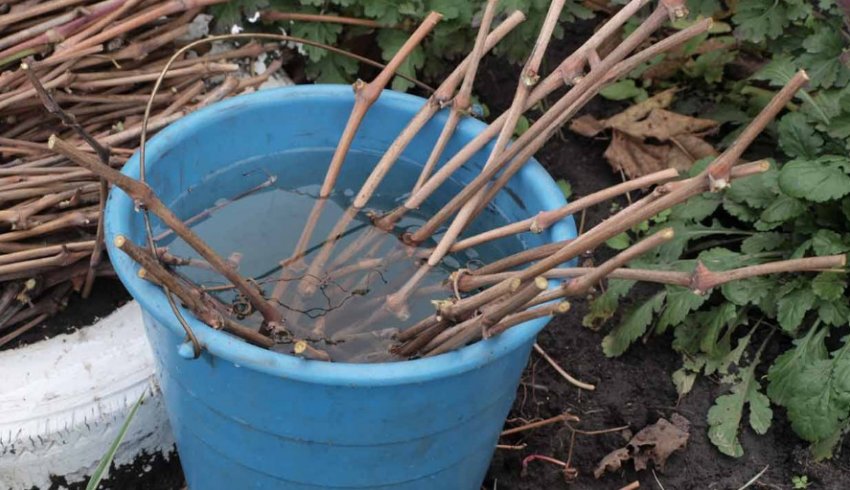 Живці винограду