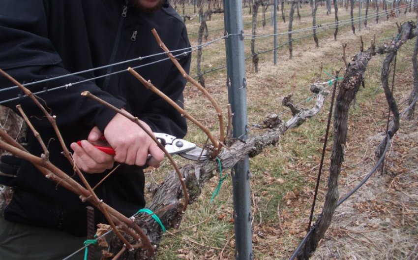 Формування виноградного куща