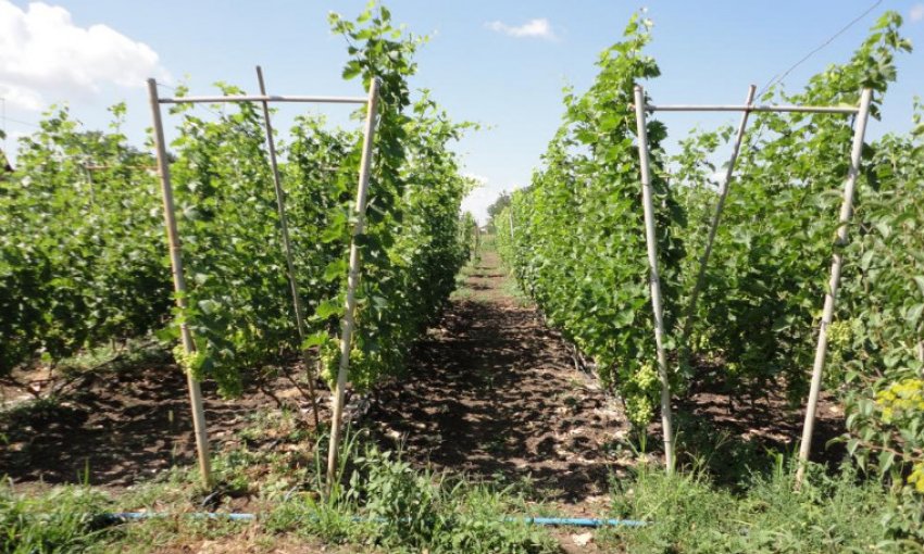 Шпалера для винограду