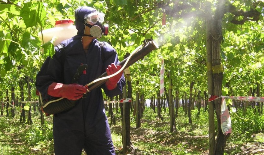 Дезобработка винограду