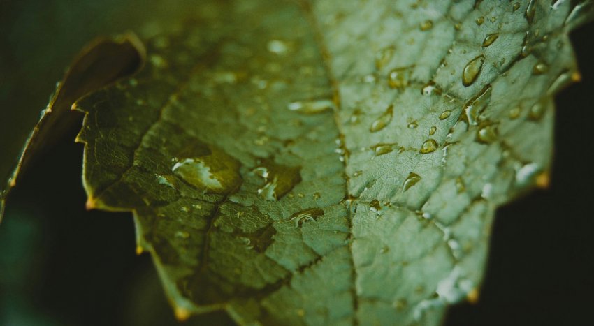 Листя винограду після дощу