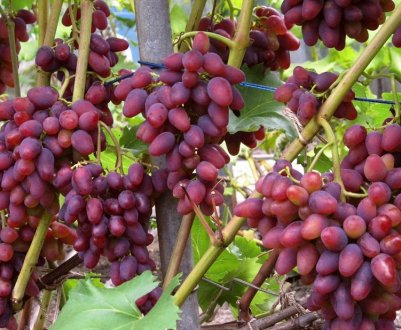 Виноград Арочний: опис сорти, вирощування і догляд