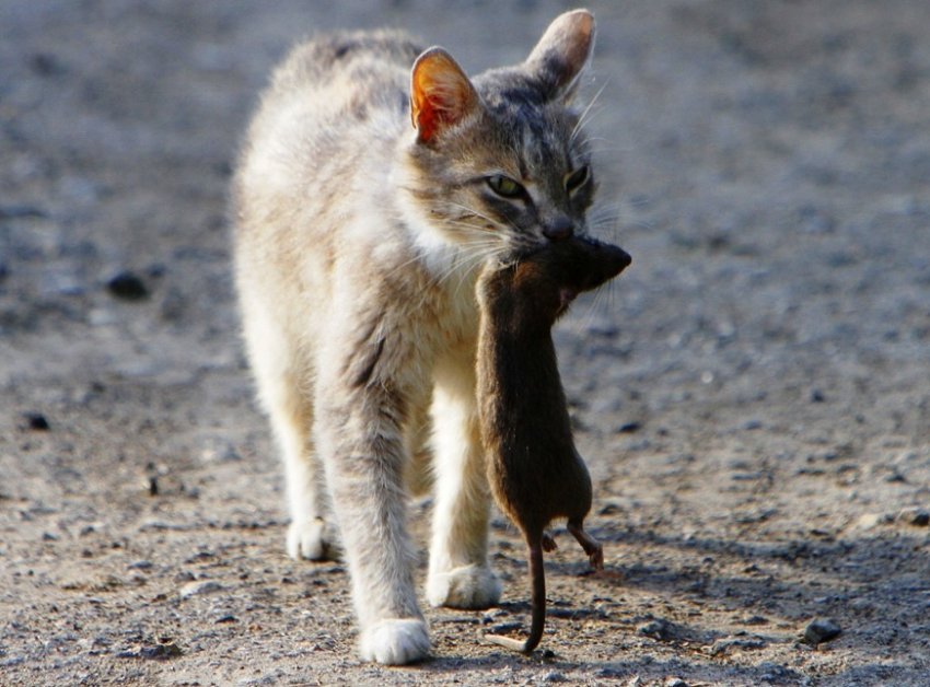 Біологічний метод Біологічний метод