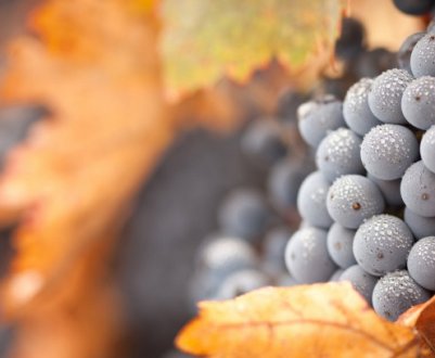 Як доглядати за виноградом восени?