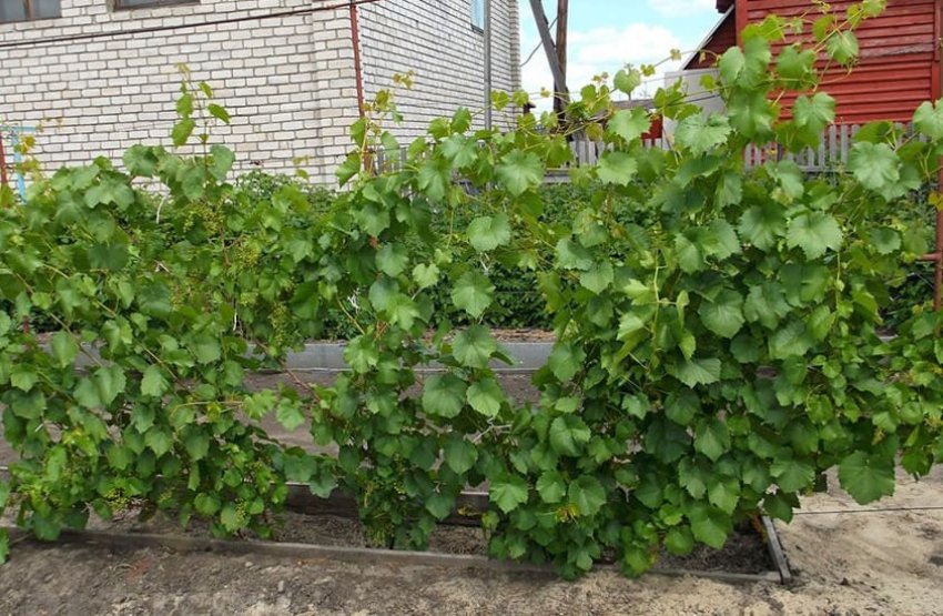 Ділянку для посадки винограду Ділянку для посадки винограду