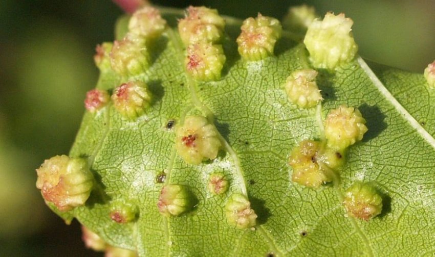 Виноградна філоксера Виноградна філоксера