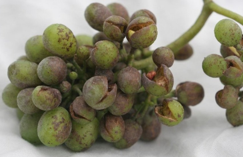 Оїдіум Оїдіум