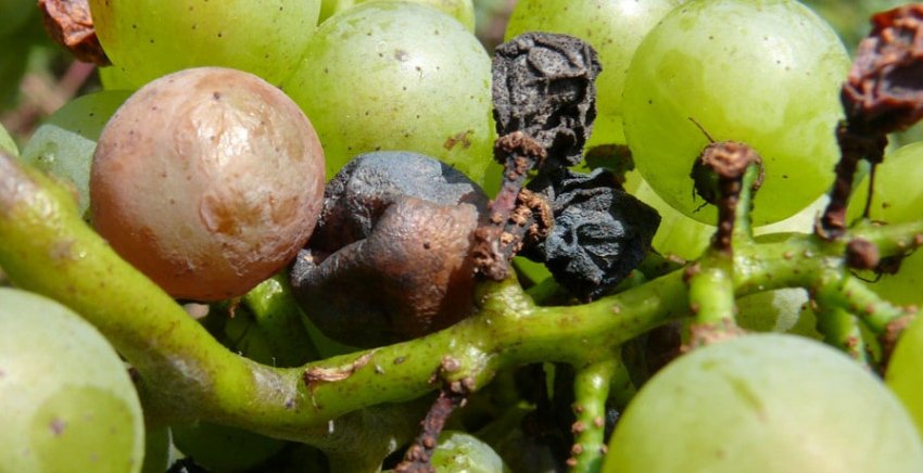 Чорна гниль Чорна гниль