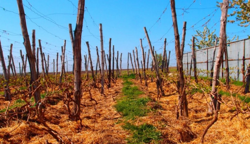 Виноград восени