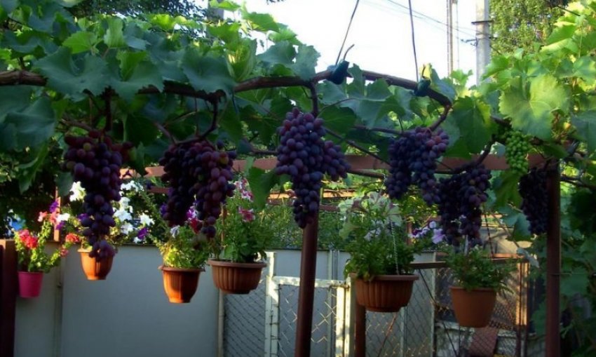 Виноград кишмиш Юпітер Виноград кишмиш Юпітер