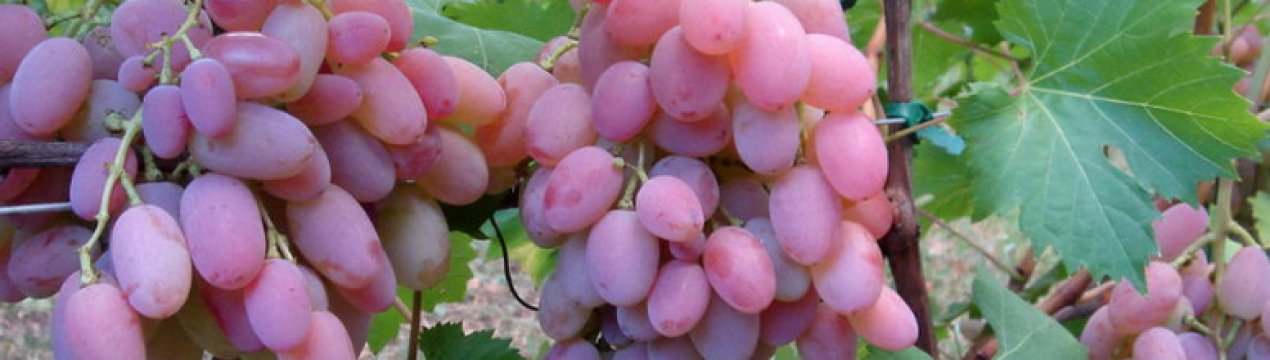 Виноград Водограй: описание и уход за сортом