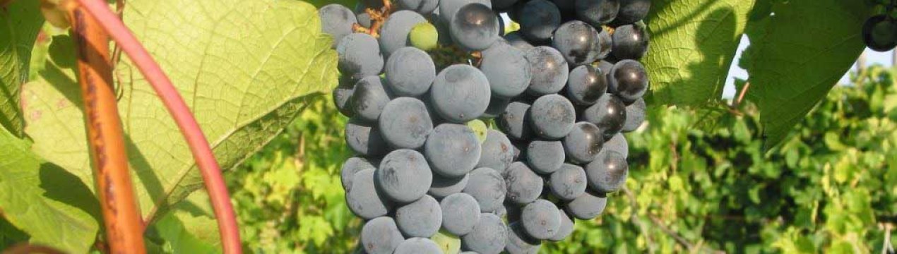 «Амурський» виноград: фото і опис, агротехніка вирощування