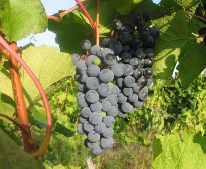 «Амурський» виноград: фото і опис, агротехніка вирощування