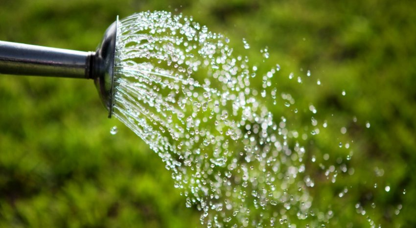 Полив Полив