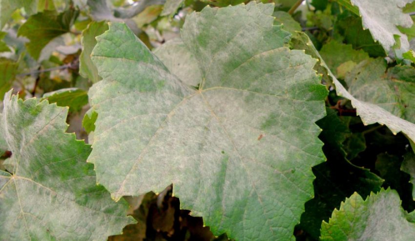 Оїдіум на винограді Оїдіум на винограді