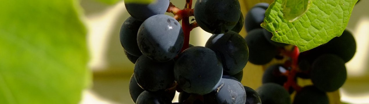 Коли можна збирати виноград Ізабелла?